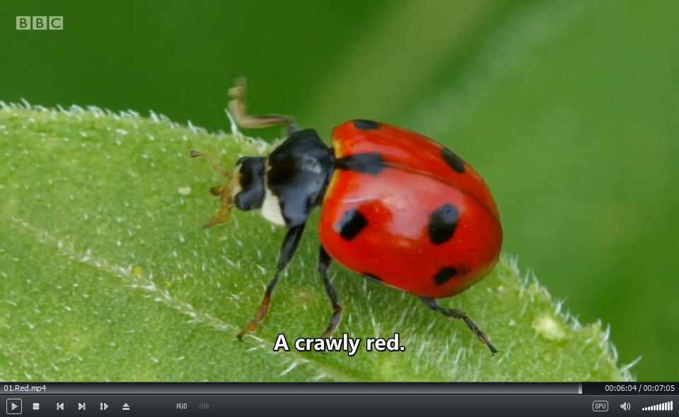 BBC Colours 颜色 图片7