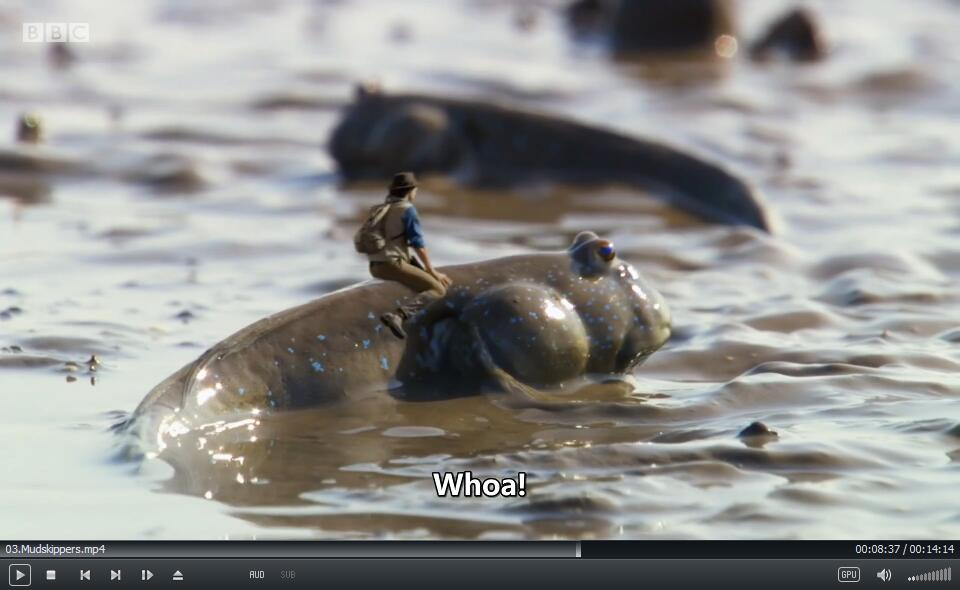 Andy's Aquatic Adventures BBC 安迪 图片16 Andy's Aquatic Adventures BBC 安迪 图片15