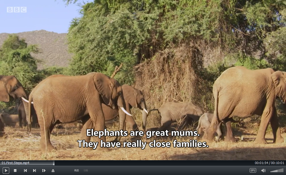 Andy's Baby Animals BBC 安迪 图片10 Andy's Baby Animals BBC 安迪 图片9