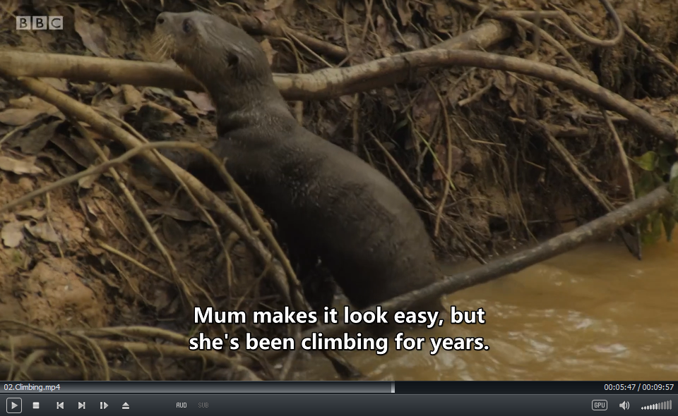 Andy's Baby Animals BBC 安迪 图片14 Andy's Baby Animals BBC 安迪 图片13