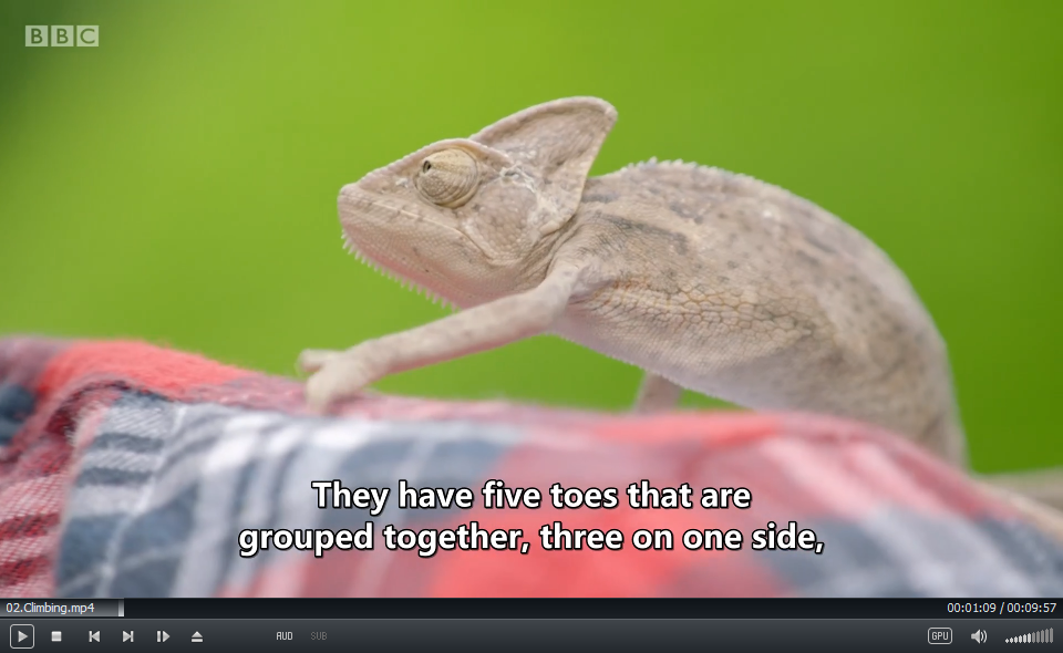 Andy's Baby Animals BBC 安迪 图片16 Andy's Baby Animals BBC 安迪 图片15