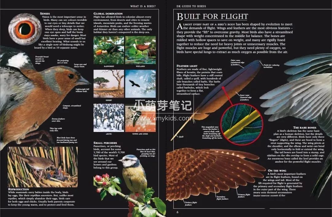 DK儿童百科全书 图片7
