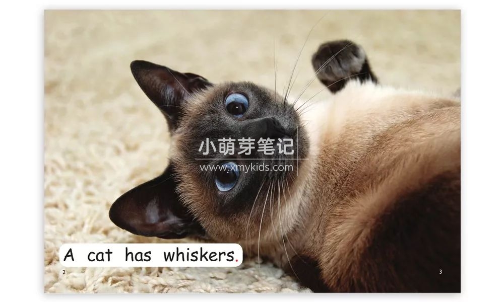 红火箭分级阅读 图片34 红火箭分级阅读 图片33