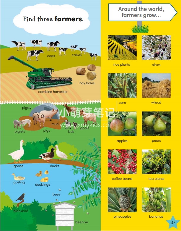 dk 1000 useful words 图片29